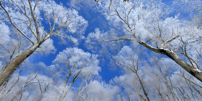 Snow Covered Trees Winter Forest Blue Sky Landscape photo