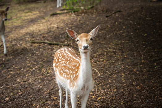 A young deer with a light brown coat and white spots stands on a dirt covered forest floor with scattered leaves, surrounded by trees and greenery. photo