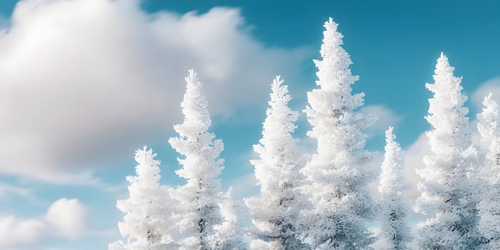 Snowy Winter Landscape Four White Fir Trees Blue Sky photo