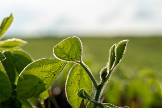 Bright green soy plant leaves emerge from the soil in a vast agricultural field, illuminated by soft morning sunlight, indicating healthy growth and vitality photo