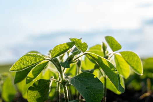 Green soybean plants stretch upwards in a field, basking in sunlight against a backdrop of blue skies and wispy clouds, indicating a nurturing growing season photo