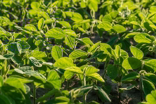 Lush soy plants fill the field with vibrant green leaves under bright sunlight, indicating a healthy growth stage during the warm season of agriculture photo