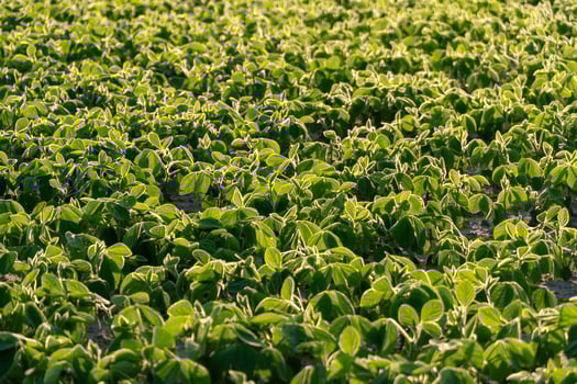 Rows of vibrant green soybean plants stretch across the field under the soft light of early morning. Budding leaves are visible throughout the landscape photo
