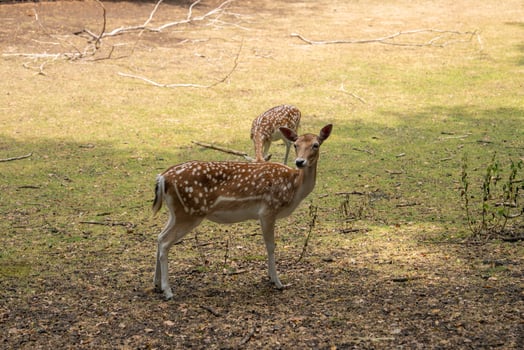Two spotted deer in a grassy enclosure with sunlight filtering through. One deer looks at the camera while the other grazes in the background. photo