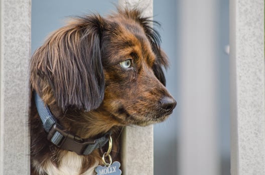 Beautiful Heterochromia blue Eyed Dog Lying on Outdoor Deck photo