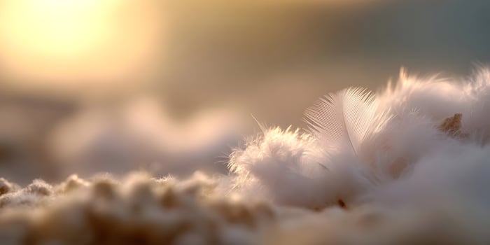 Soft White Feathers Sunset Light Background Image photo