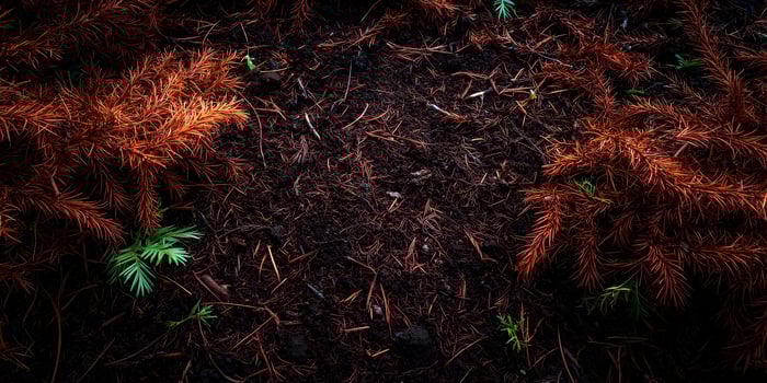 Dark Forest Floor with Reddish Brown Pine Needles and Small Green Plants photo