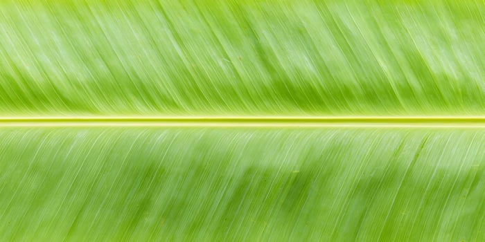 Closeup Detailed Green Banana Leaf Texture Parallel Lines Natural Background photo