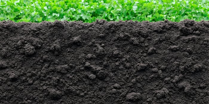 Dark Soil Texture with Green Plants Background photo