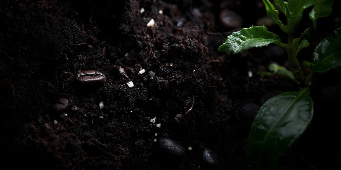 Closeup Dark Soil Coffee Beans Young Plant Sprout photo