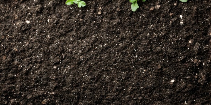 Dark Brown Soil Texture Background with Small Green Plants photo