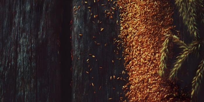 Golden Wheat Grains on Dark Wood Background Rustic Autumnal Texture photo