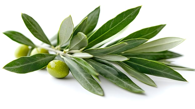 Fresh Green Olives and Olive Branch on White Background. A close up view of unripe olives and their leaves, representing natural freshness and healthy ingredients. photo