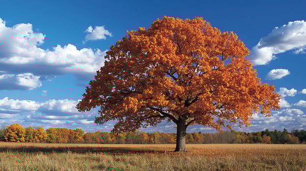 A Majestic Oak Tree Displays Fiery Autumn Colors Under a Blue Sky. photo