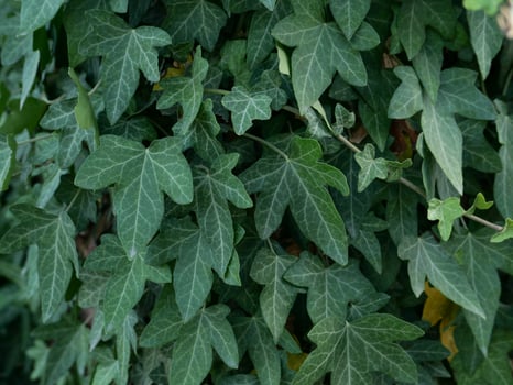 ivy plant full frame background photo