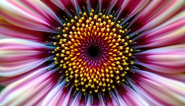 close up view of a blanket flower with vibrant red and yellow rings radiating outward. photo