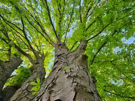 Low-angle view of tall trees with rough bark and dense, bright green foliage forming a lush canopy under a clear blue sky in spring. photo