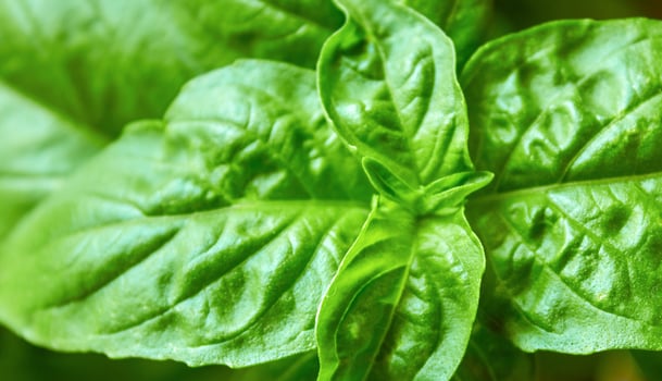 Large basil leaves photo