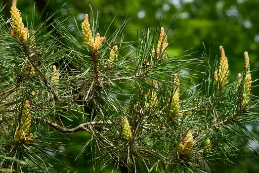 Young fresh green blooming spruce branches fir pine with cones,needles photo
