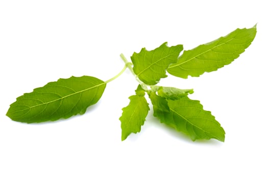 Fresh basil leaf isolated on a white background photo