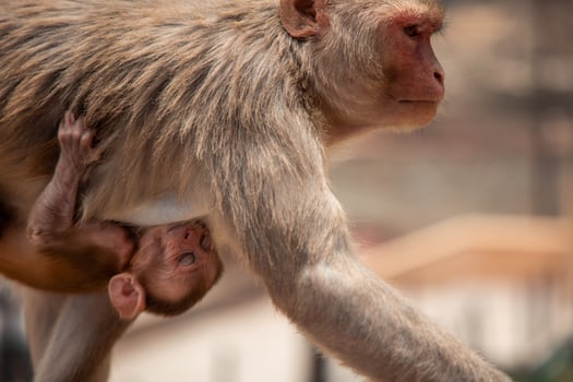 Mother rhesus macaque carrying her baby in Jaipur, India photo