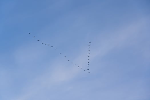 Birds flock in the sky returns from wintering photo