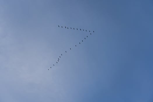 A school of birds in the sky returns from wintering. Birds flock photo