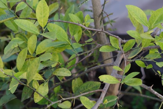 Stem of a plant with long thorns and blurred background photo