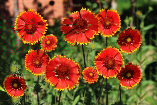 Gaillardia pulchella flowers blooming next to the house photo