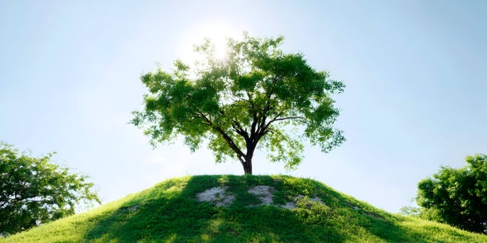 Single Tree on Grassy Hill Bright Sunny Day Nature Scene photo