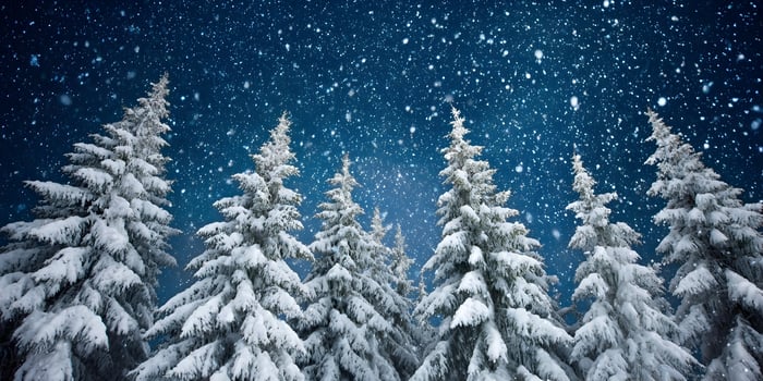 Snow Covered Pine Trees Winter Night Scene Snowy Forest Landscape photo