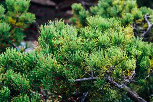 Lush spruce green branches of coniferous plants in a tranquil garden at midday photo