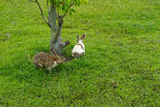 Two rabbits on green grass near a small tree in a natural park. A candid and charming outdoor scene perfect for eco-friendly ads, animal care, or children content visuals. photo