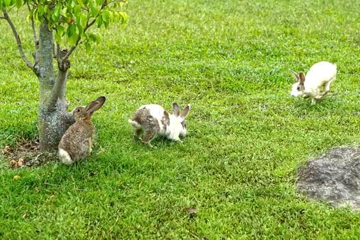Rabbits on green grass near a small tree in a natural park. A candid and charming outdoor scene perfect for eco friendly ads, animal care, or children content visuals photo