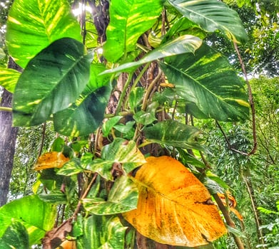 Climbing Vine with Yellowing Leaf in Tropical Forest Setting photo