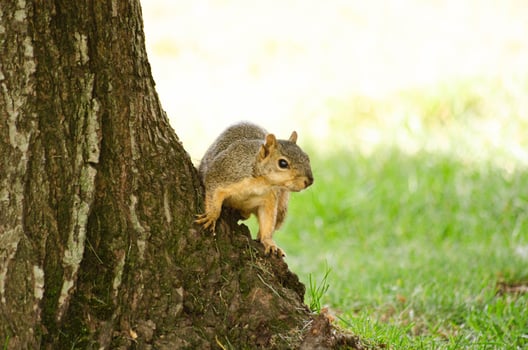 Curious Squirrel on a Tree Trunk photo