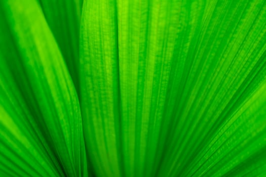 18 The natural background of palm leaves in a tropical forest. photo