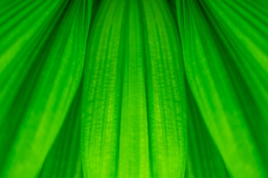 17 The natural background of palm leaves in a tropical forest. photo