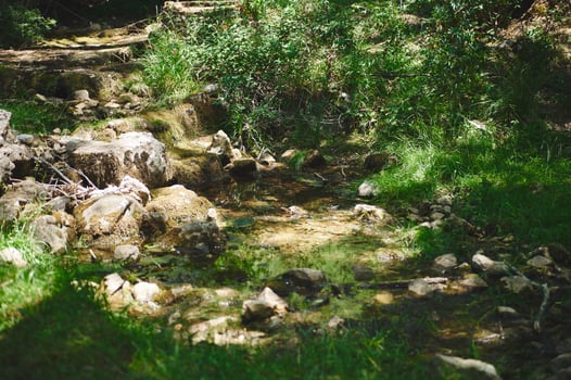 Tranquil Forest Stream Flowing Peacefully Through Nature photo