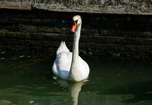 Graceful white swan gliding on calm water near brick wall photo