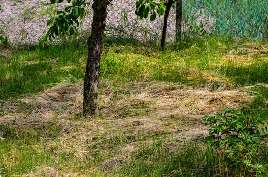 A tree is in the middle of a field with grass. The grass is dry and brown. The tree is bare and has no leaves photo