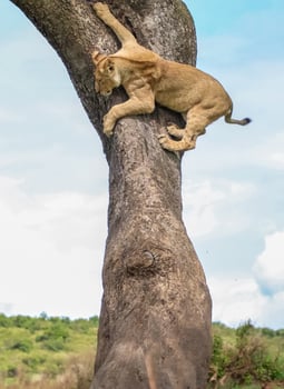 Lioness climbing a tree photo