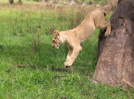 Lion cub jumping off tree photo