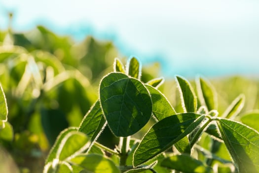 Vibrant green leaves glisten in the sunlight, showcasing intricate textures and shapes in a lush field at dusk, highlighting nature's beauty and serenity photo