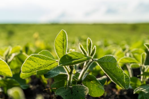 Bright green soybean plants stretch skyward in a rural field, illuminated by sunlight in the early afternoon. The landscape showcases thriving agriculture photo