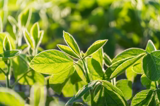 Healthy soybean plants flourish in a lush green field, basking in sunlight. The vibrant leaves indicate strong growth, ideal conditions for agricultural success photo