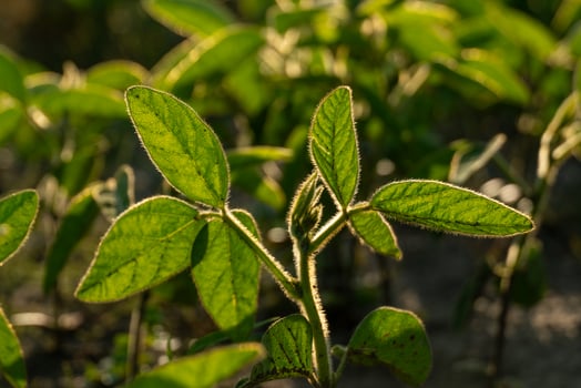 Young soybean plants thrive in a farm field under bright sunlight. The lush green leaves are prominently featured, highlighting healthy growth and vitality photo