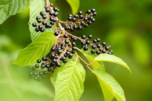 Ripe bird cherry berries growing on a branch with green leaves. Harvest season and natural plant. photo