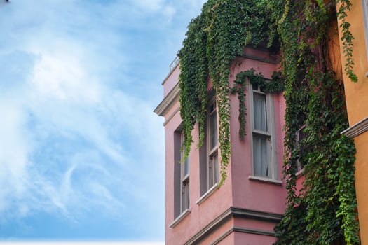 Vibrant building with lush green vines in urban setting photo