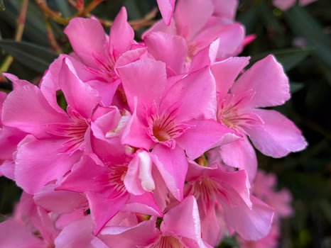 Close-up of vibrant pink oleander flowers in bloom photo